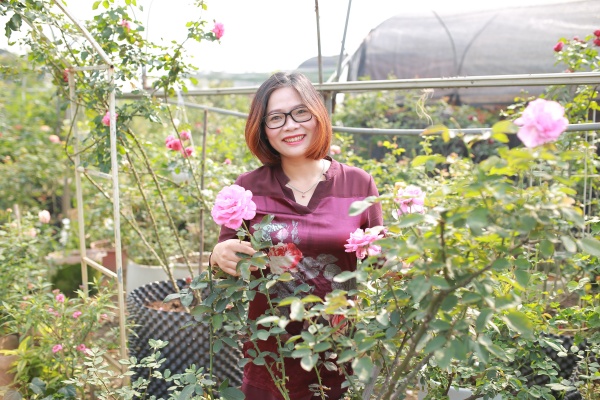 Bà Lê Thị Thu Hằng – Cựu sinh viên VNUA (Khóa 50), chủ cơ sở sản xuất hoa hồng (diện tích 6ha và trên 600 giống)