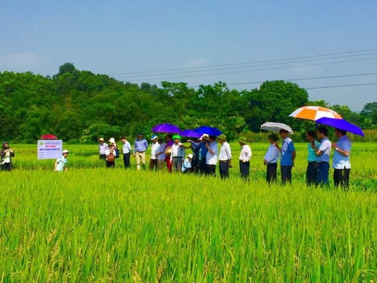 Đoàn đại biểu đi tham quan, đánh giá mô hình sản xuất thử giống lúa DCG72