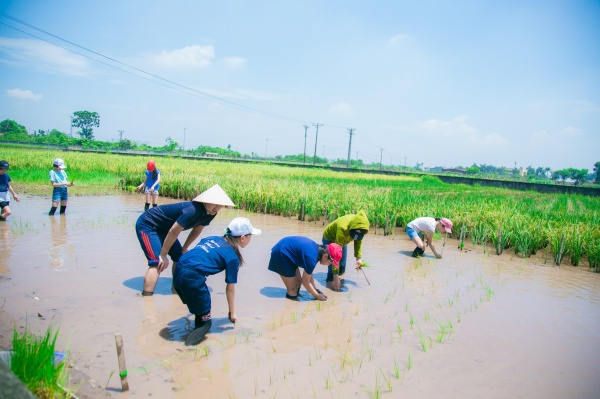 Các em hứng thú với kỹ thuật bón phân và cấy lúa