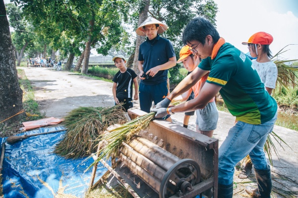 Trải nghiệm kỹ thuật gặt và tuốt lúa bằng máy thủ công