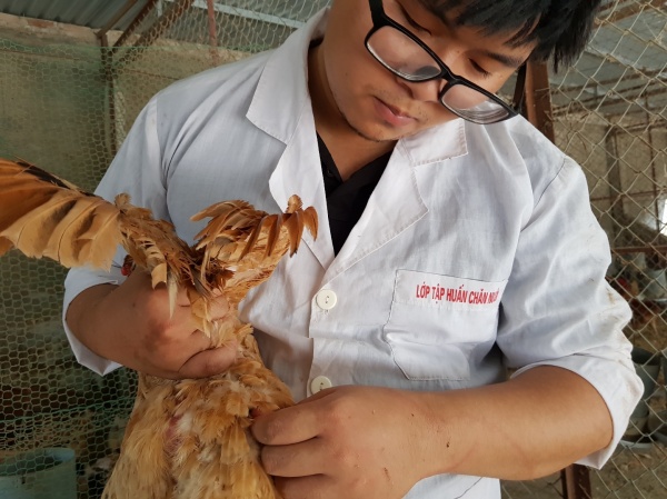 Thu thập mẫu lông gà sử dụng cho tách chiết ADN 