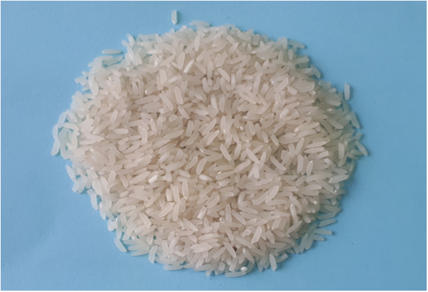 Hạt gạo của giống lúa thuần ĐH12